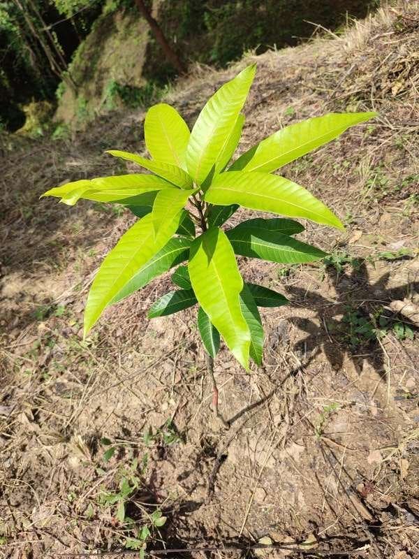 tree image