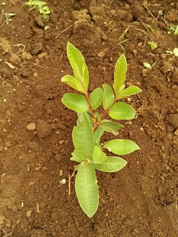 tree image