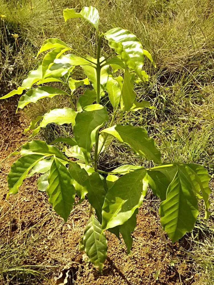 tree image