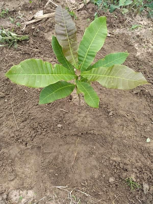 tree image