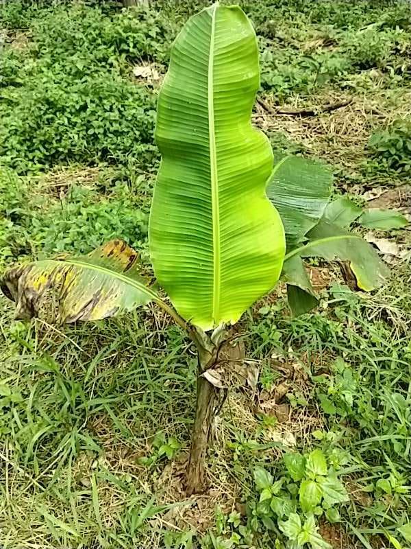 tree image