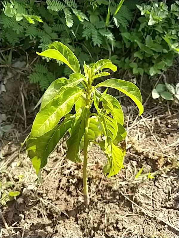 tree image