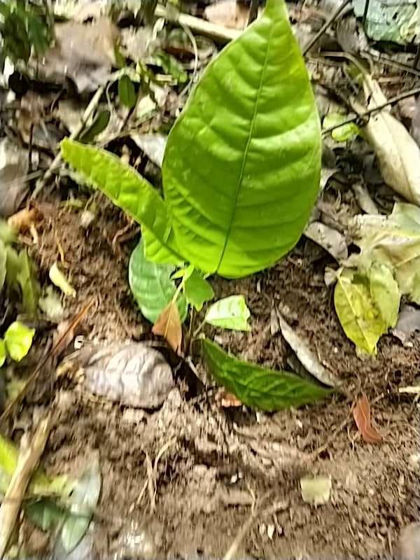 tree image