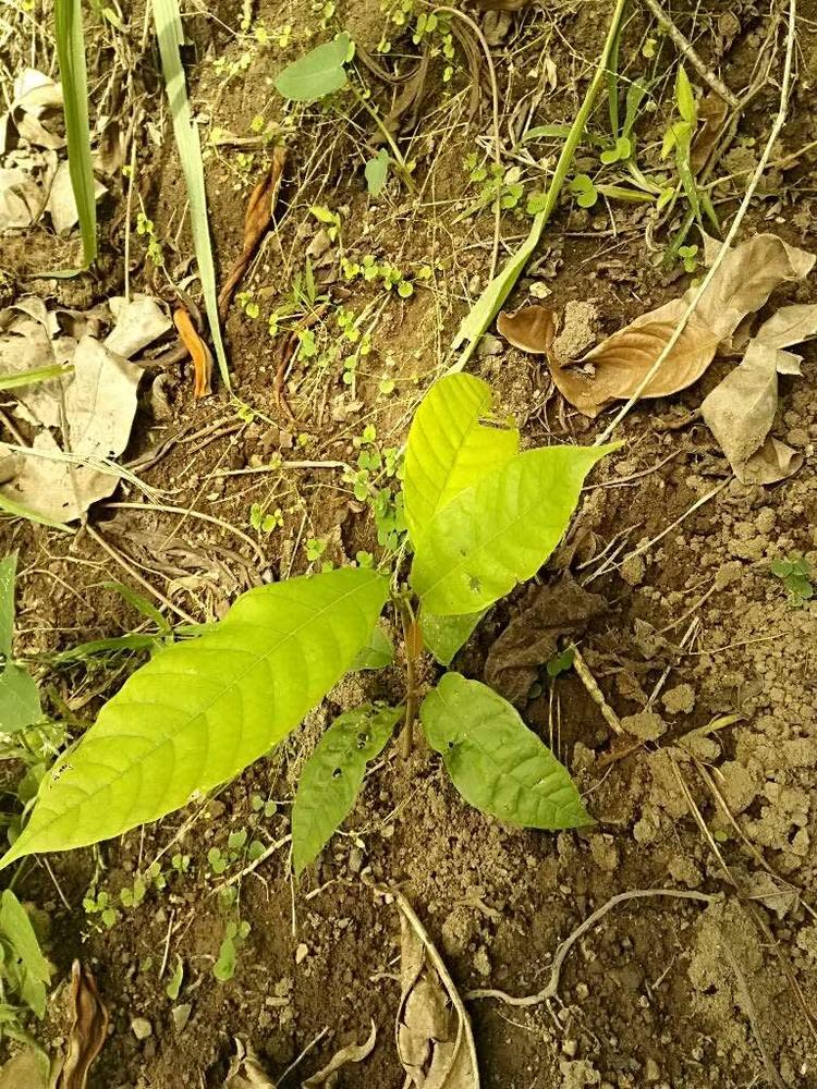 tree image