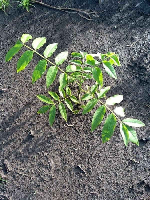 tree image