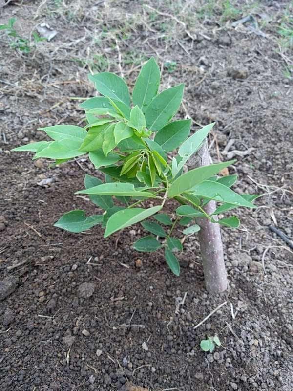 tree image