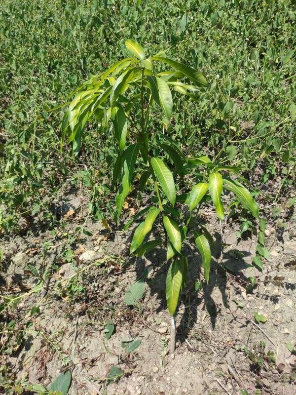 tree image