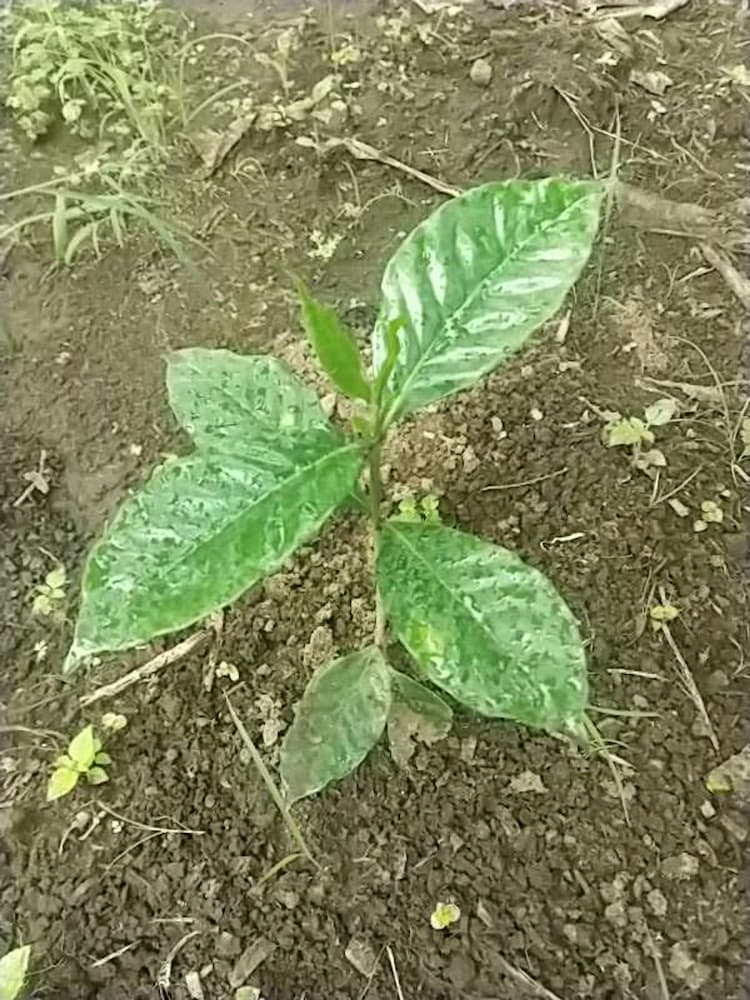 tree image