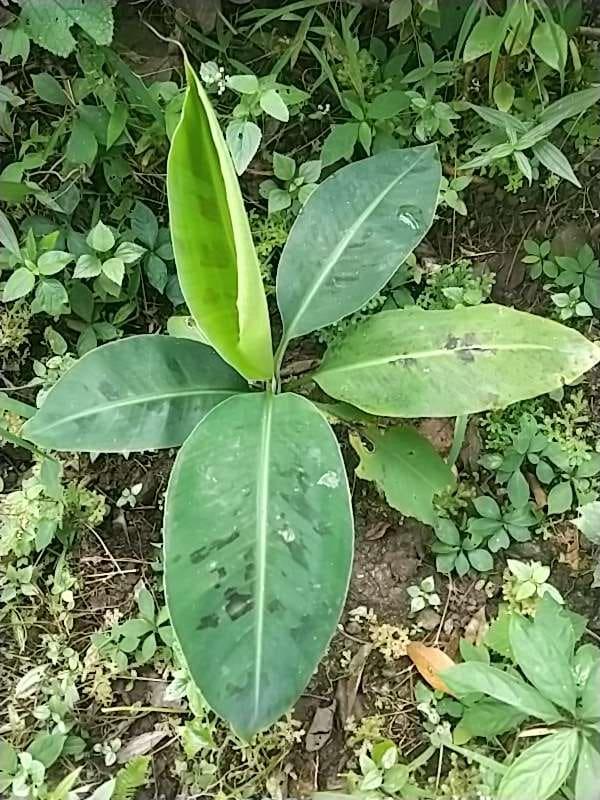 tree image