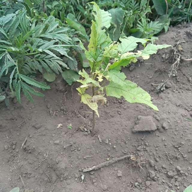 tree image