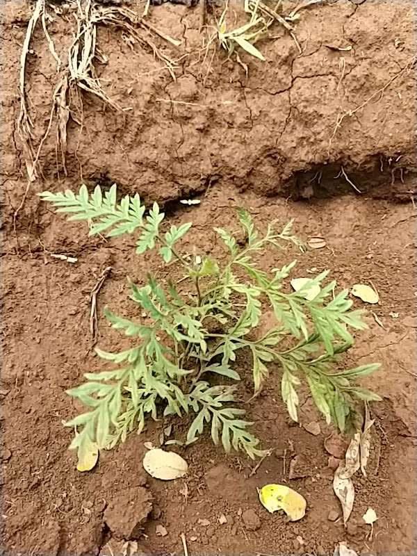 tree image