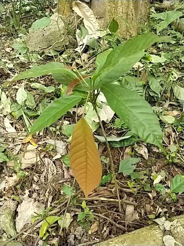 tree image