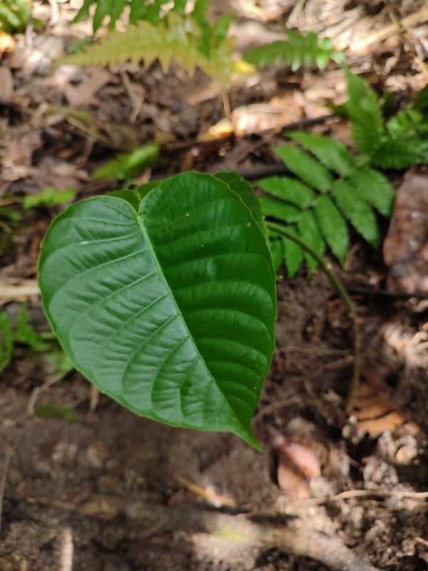 tree image