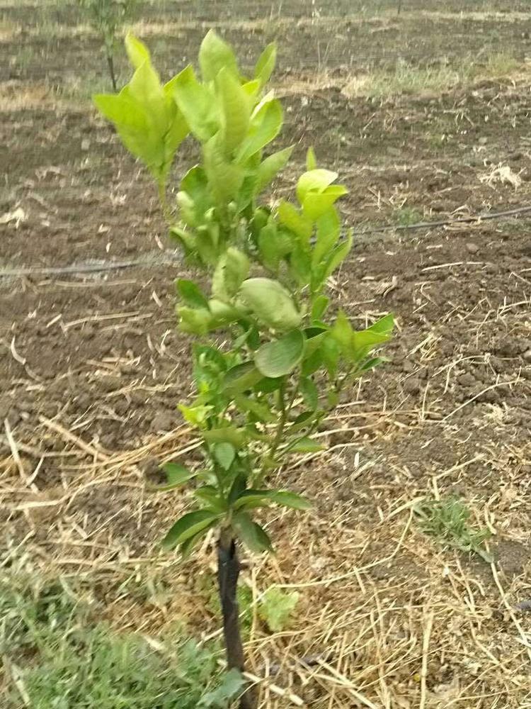 tree image