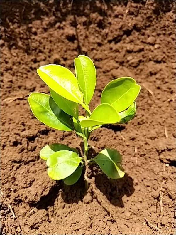 tree image