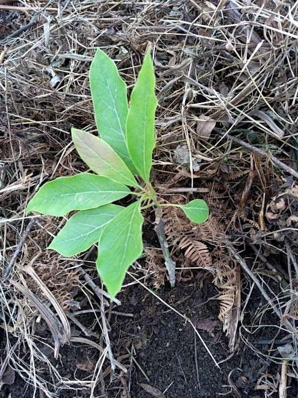 tree image
