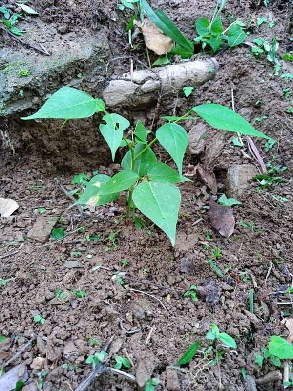 tree image
