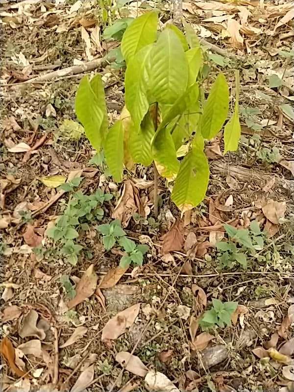 tree image