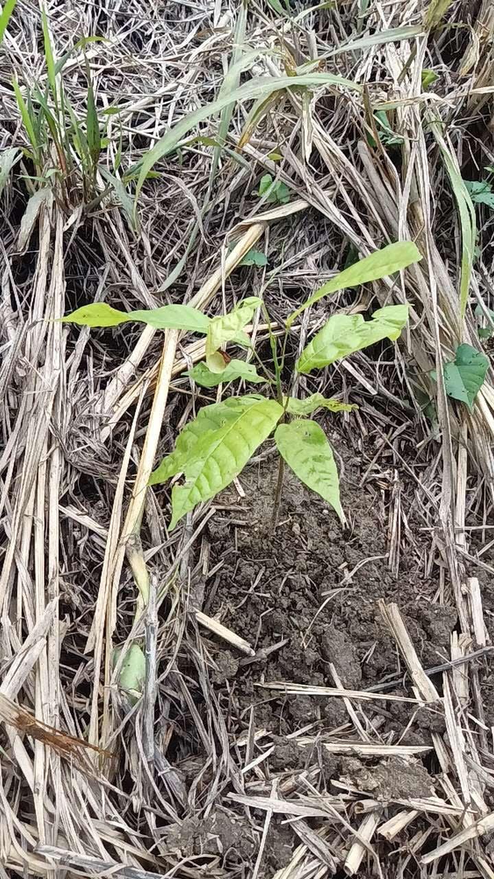 tree image