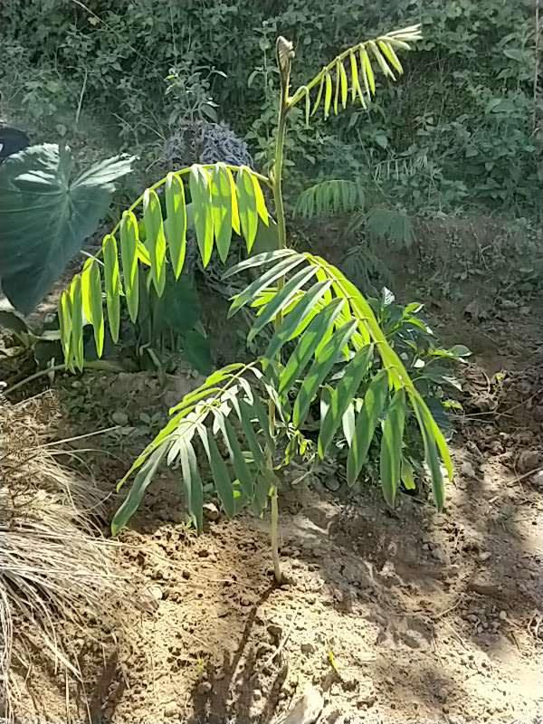 tree image