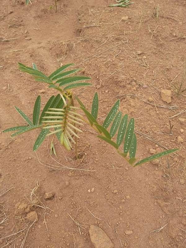 tree image