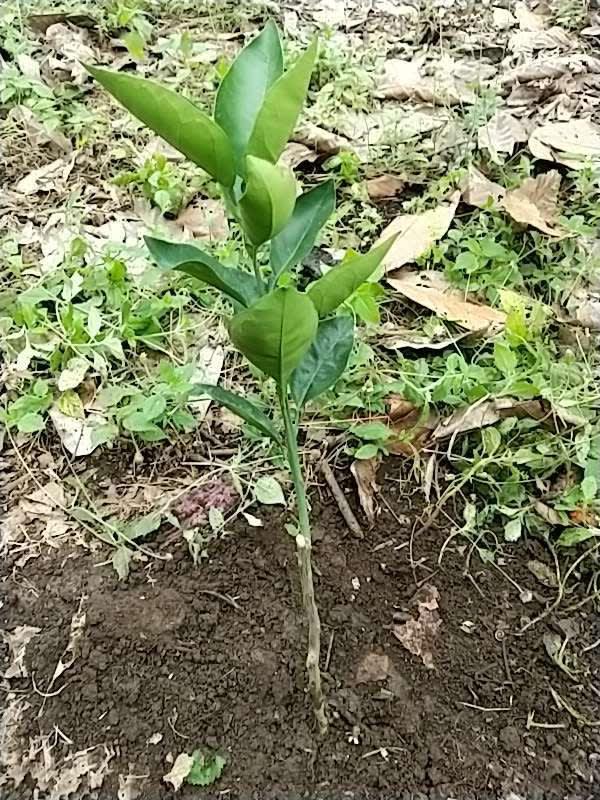 tree image
