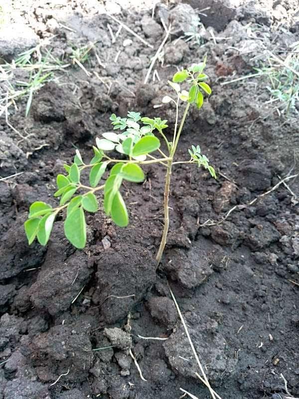 tree image