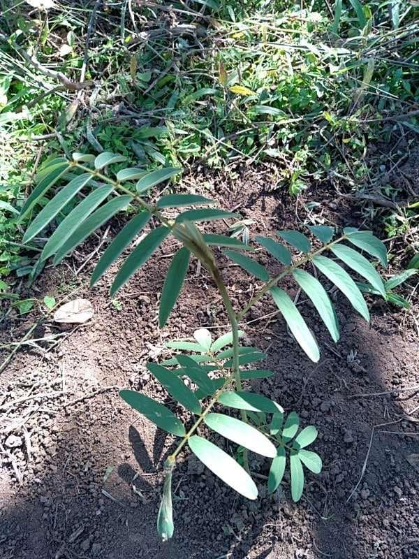 tree image