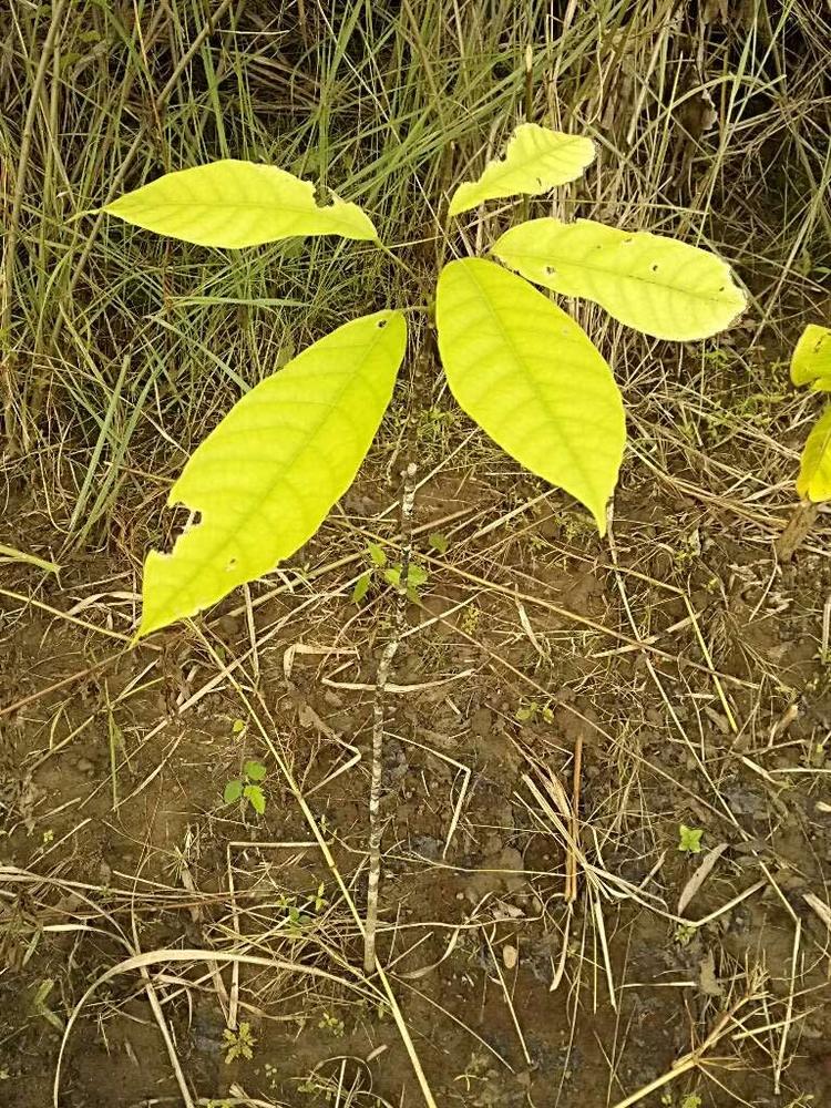 tree image
