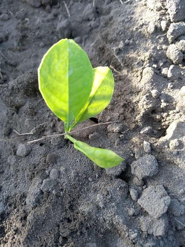 tree image