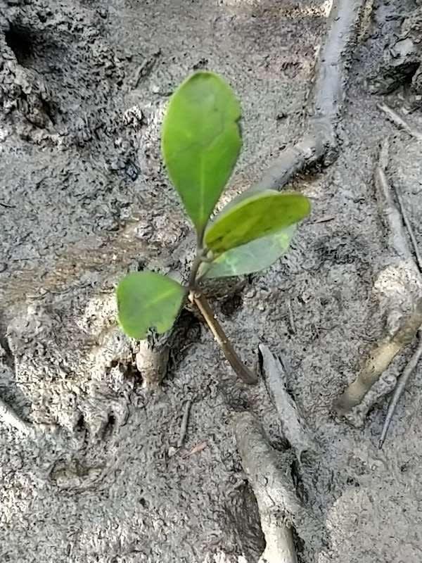 tree image