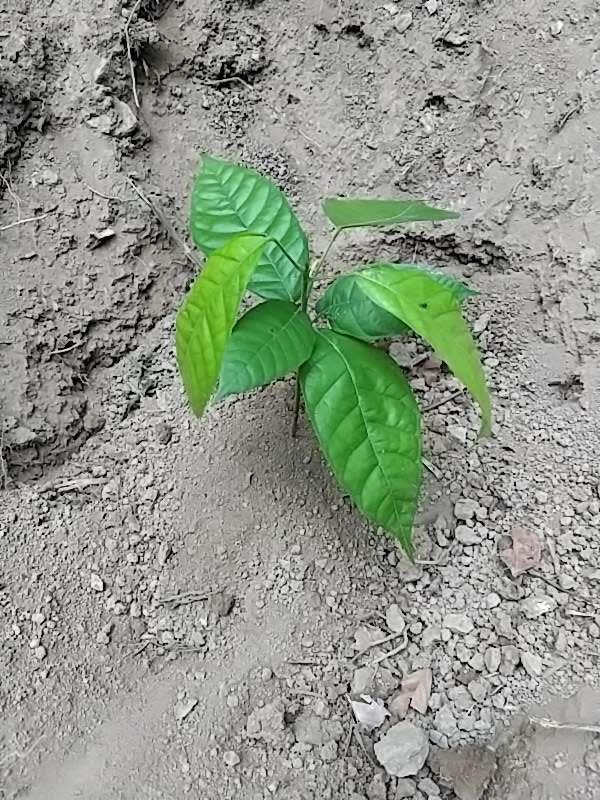 tree image