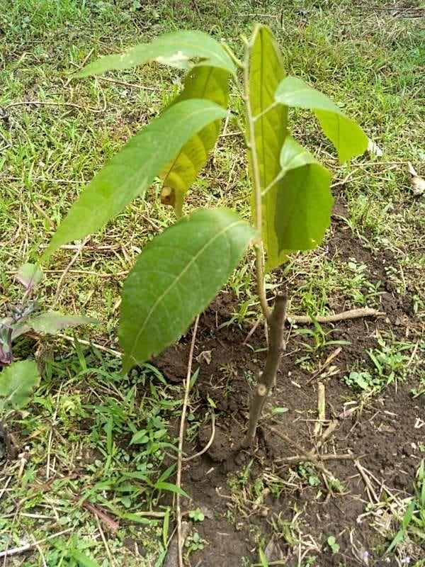 tree image