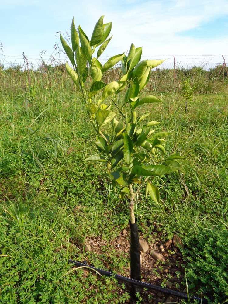 tree image