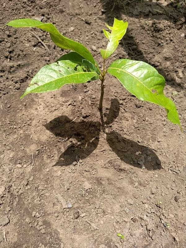tree image