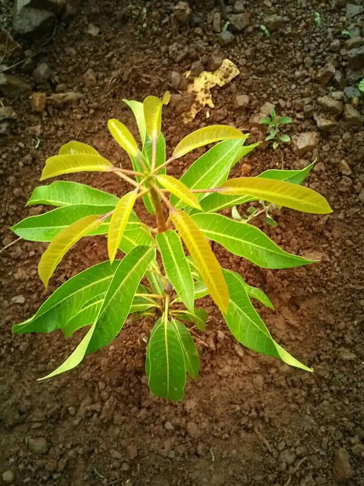 tree image