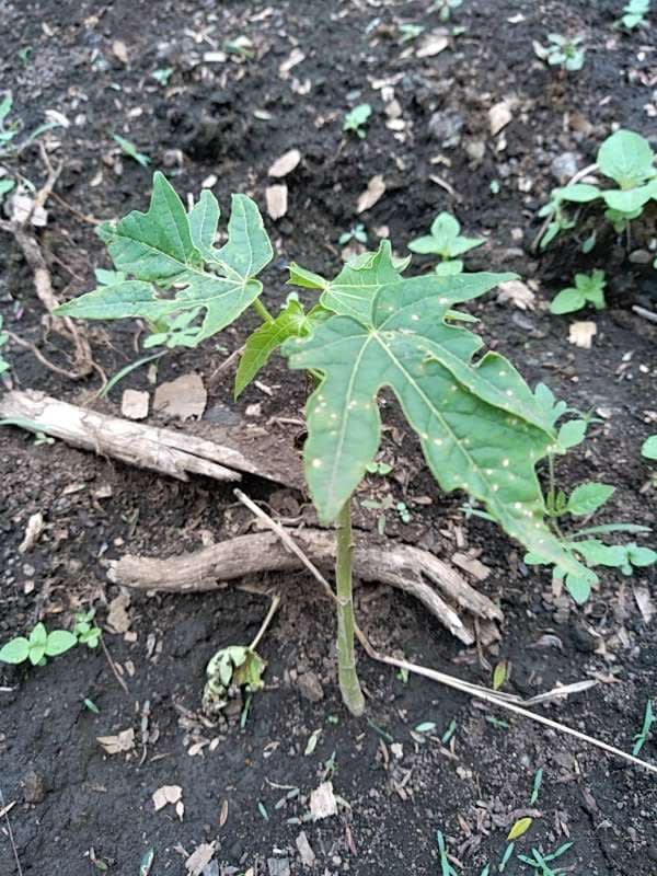 tree image
