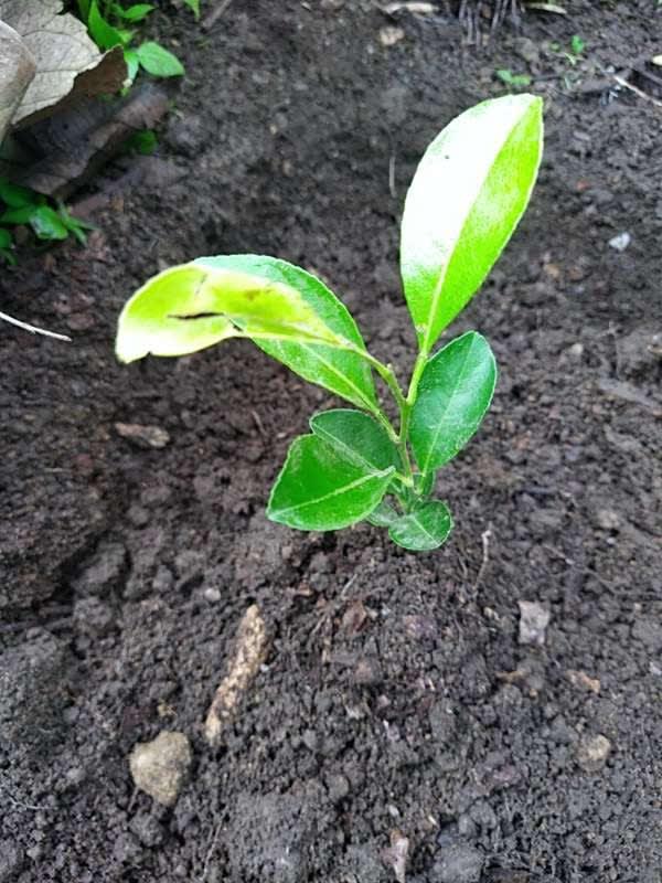 tree image