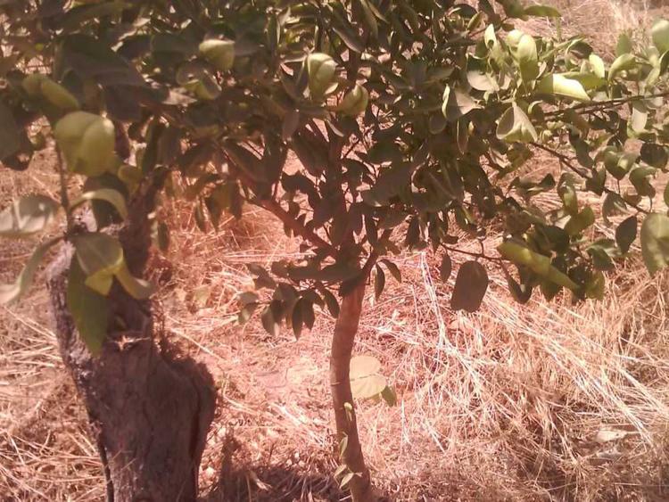 tree image