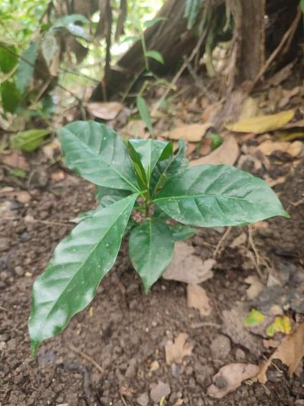tree image