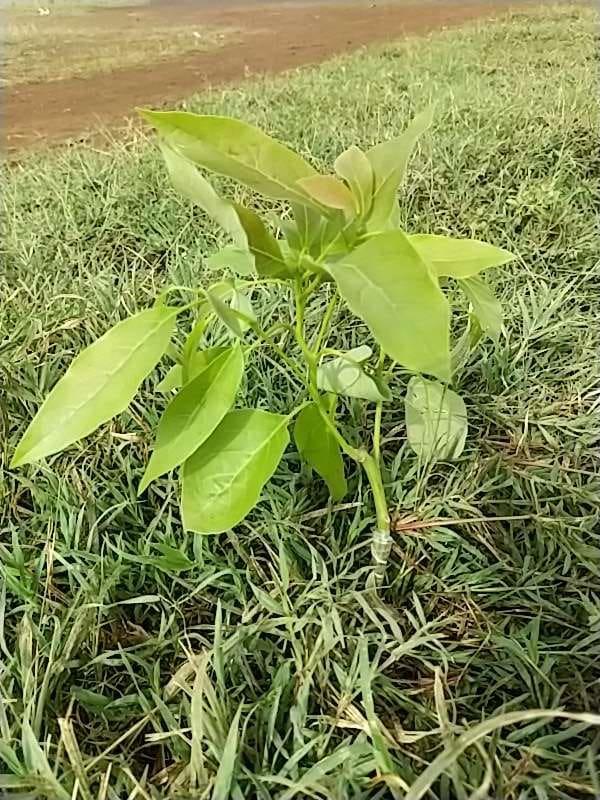 tree image