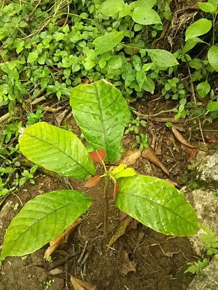 tree image