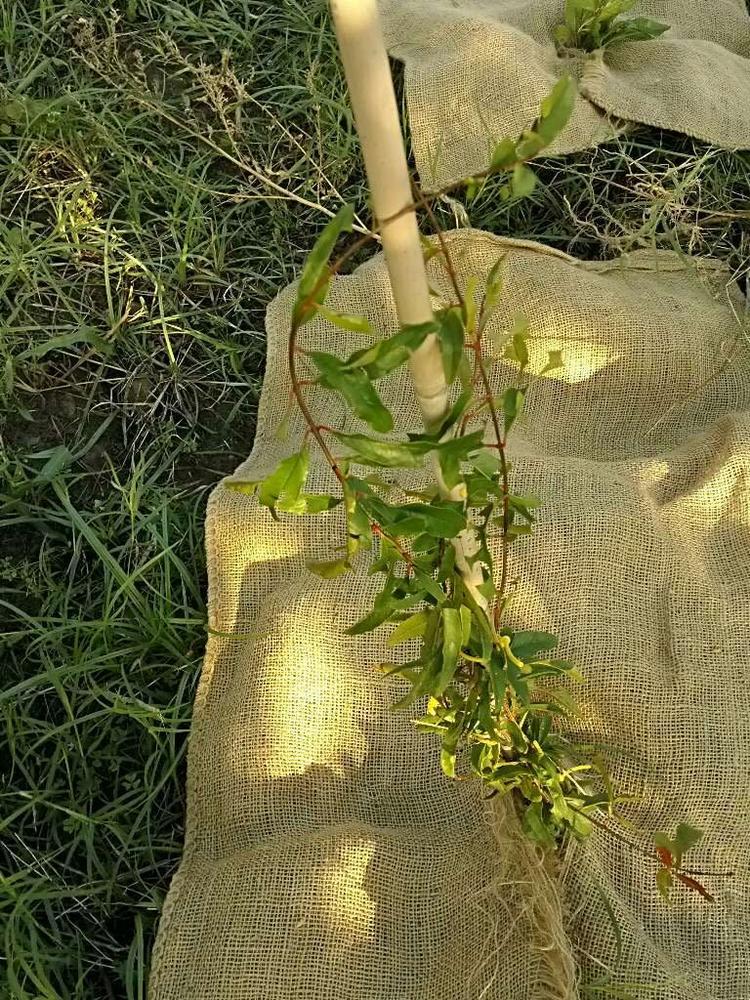tree image