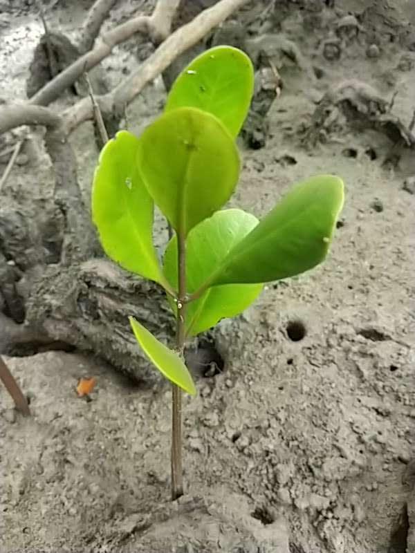 tree image