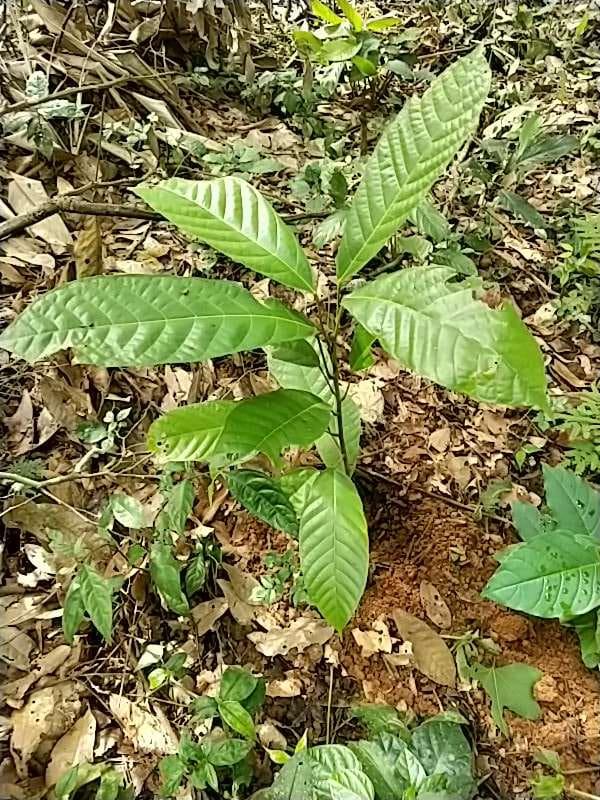 tree image