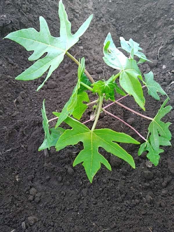 tree image