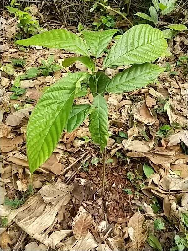 tree image
