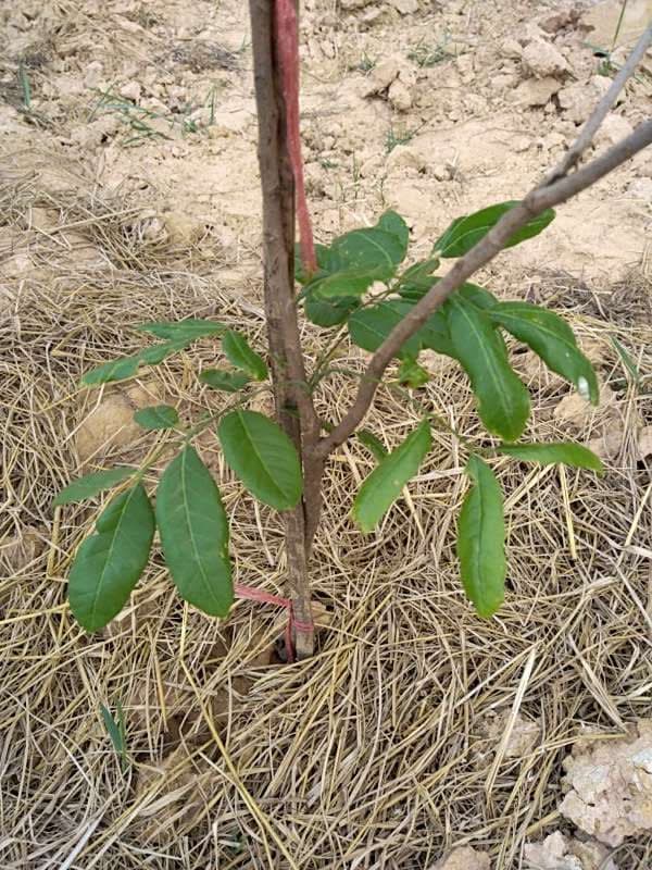 tree image