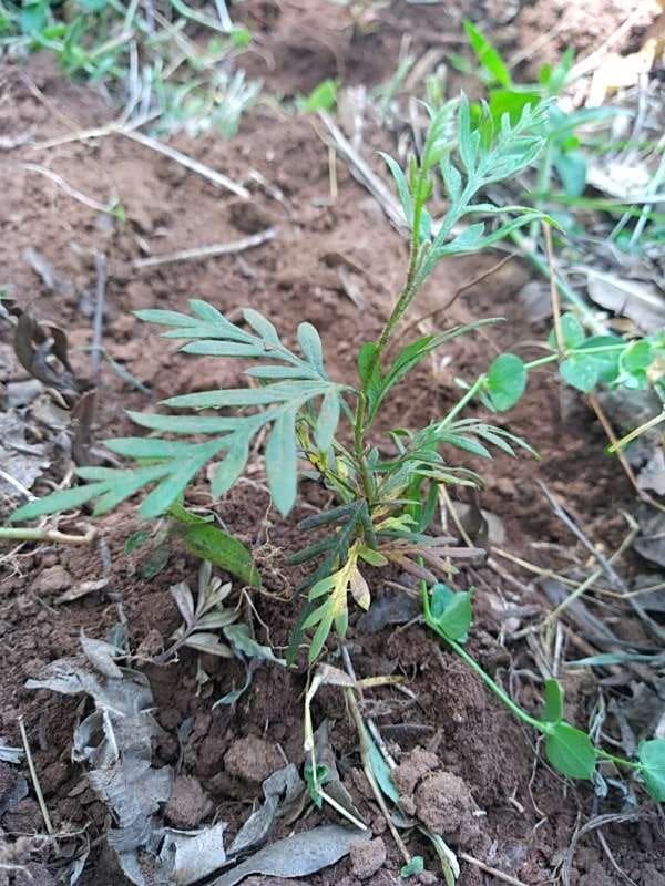 tree image