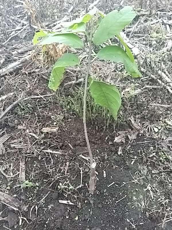 tree image
